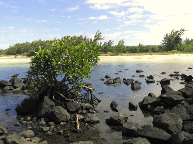 Quelques petits pieds de palétuviers