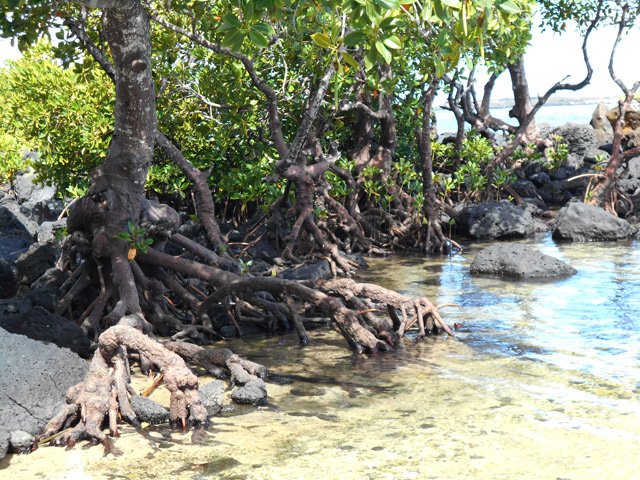 Ici, les palétuviers sont bien installés