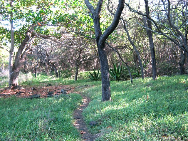 Les passages fréquents marquent le sentier dans les hautes herbes