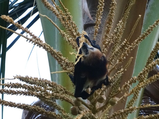 Le soir tombe, les roussettes noires commencent leur dégustation