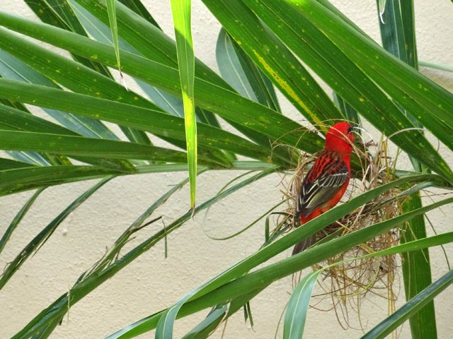 Le cardinal a choisi un emplacement proche pour construire son nid