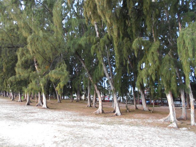 Jusqu'à Flic en Flac, on trouvera surtout des filaos