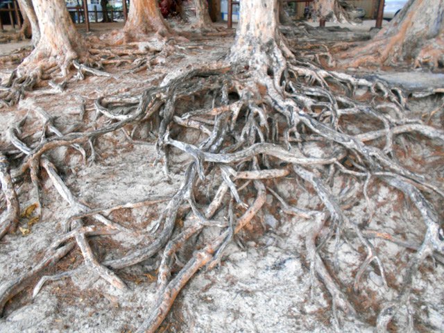 Après les fortes marées, les filaos dévoilent de plus en plus leurs racines