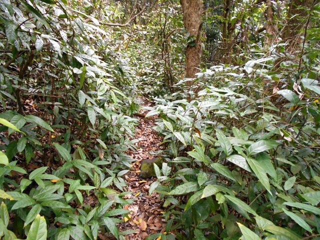 Les lianes papillon (appelées ici lianes de cerf) commencent leur envahissement