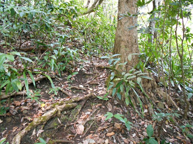 Quelques grands arbres dans la végétation touffue