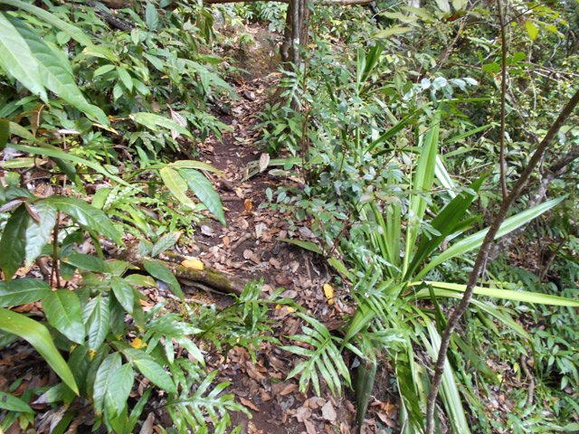 Passage étroit proche du vide mais avec beaucoup de végétation