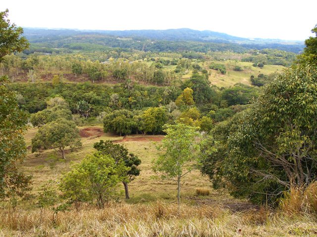 Bien regarder entre les arbres pour tenter de discerner des cerfs