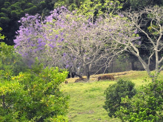 Il faut parfois de la patience pour enfin les apercevoir