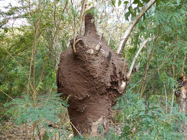Comme chaque jour, les inévitables termitières
