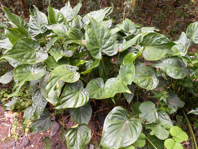 Belles plantes vertes sur le bord de la piste