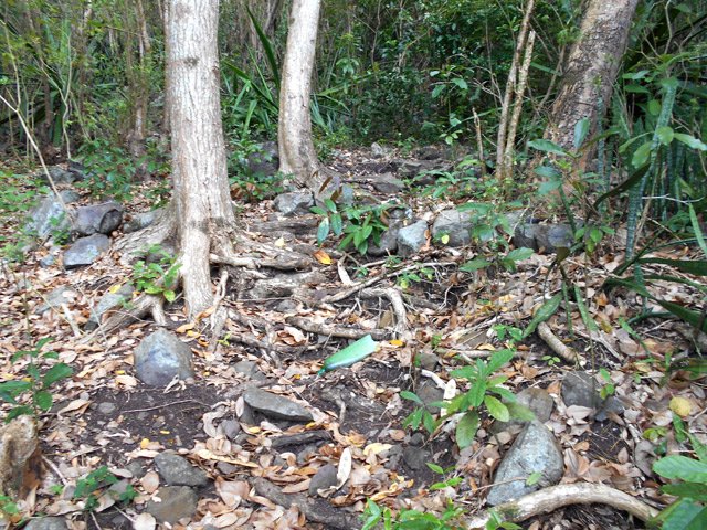 Autant de racines que de cailloux par endroits