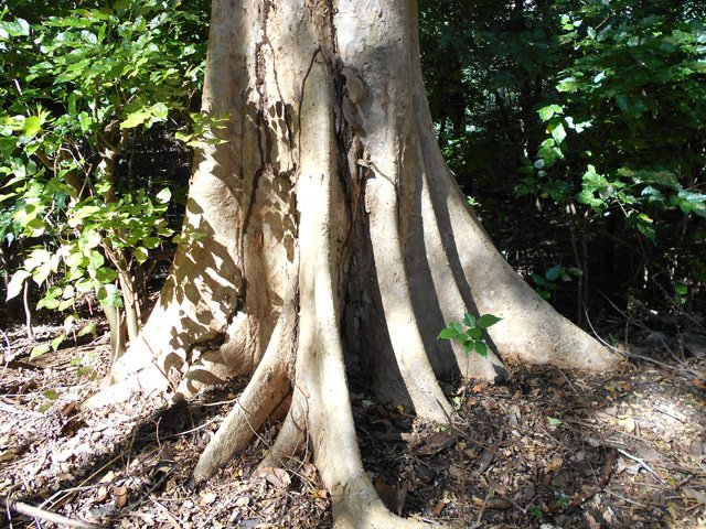 Après les branches, les racines