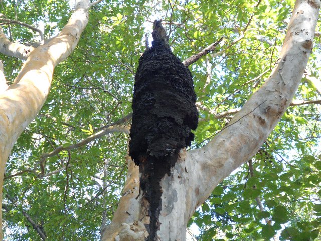 Les termitières sont particulièrement nombreuses dans le parc national