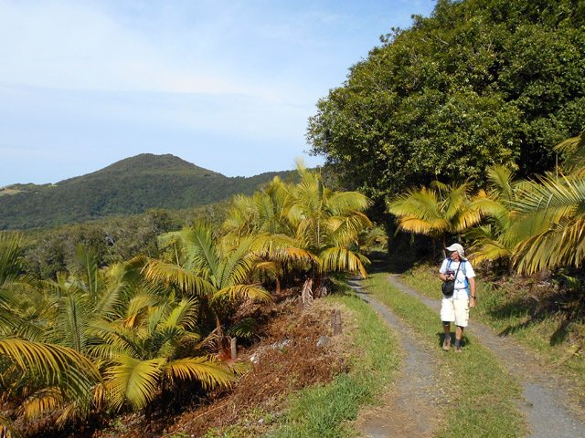 La surface couverte produit des milliers de palmistes à l'hectare