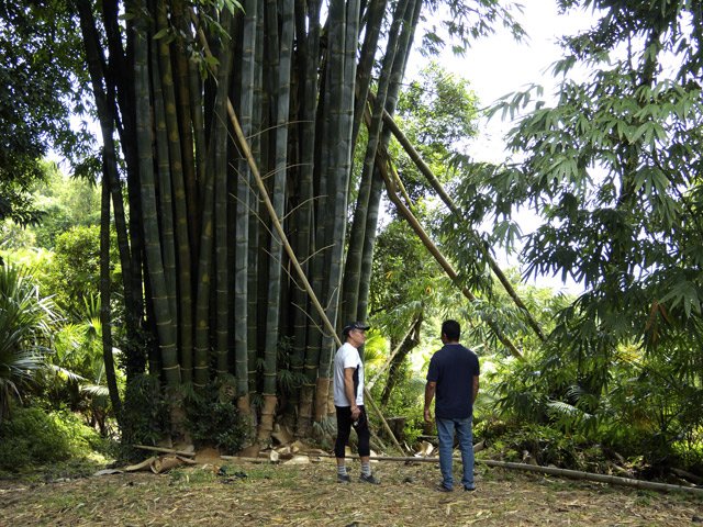 Une touffe d'énormes bambous de plus de 25 mètres