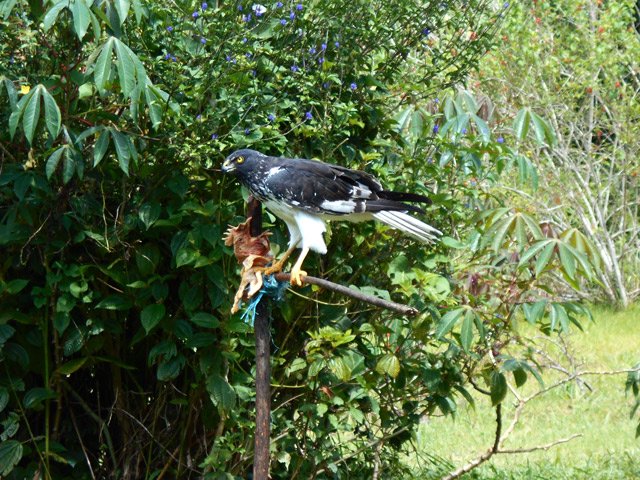 Avec de tels festins, il peut abandonner les rats pour un temps