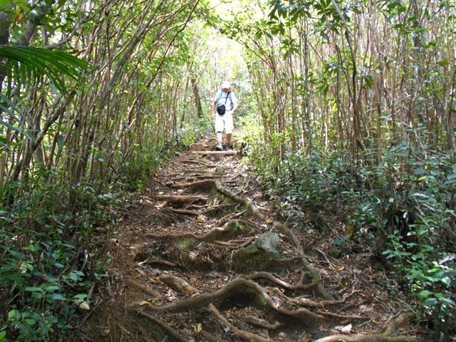 La descente permet d'éviter un long lacet de la route forestière