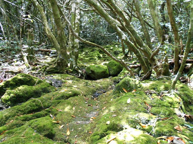 On suit longuement en rive gauche le magnifique Bras Plat au fond moussu