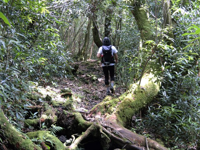 Repérer les superbes bois de rempart en descendant le GRR2 vers le Baril