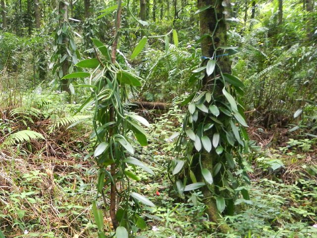 La vanille pousse parfois à moins d'un mètre du sentier