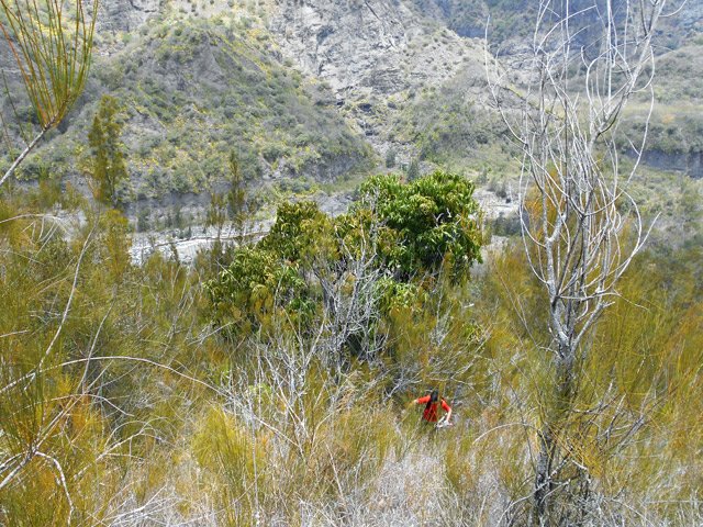 Le manguier à mi-pente, autre repère important
