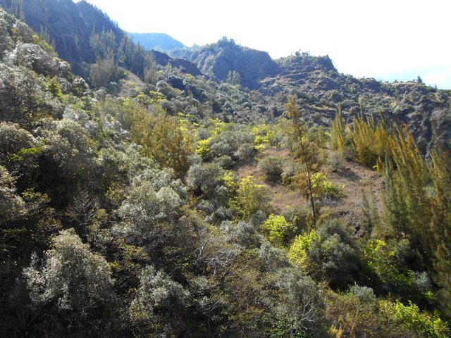 Une idée de la végétation vers l'Îlet du Cap Noir, dominée par les bois d'olive et filaos