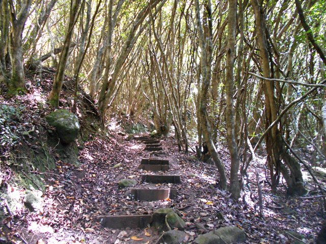 200 mètres de montée à l'ombre des jamrosas pour rejoindre la Fenêtre