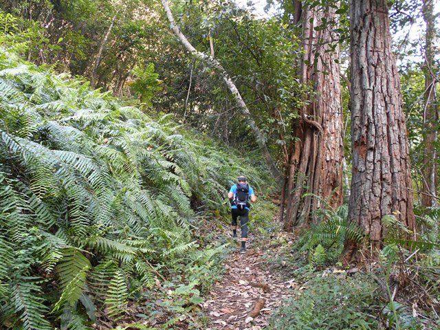Remontée vers l'îlet sous les grands eucalyptus