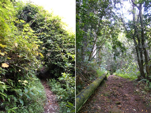Les lianes papillon envahissent la région. Le tuyau monte jusqu'à l'îlet