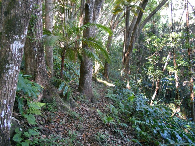 La montée reprend sous d'énormes camphriers