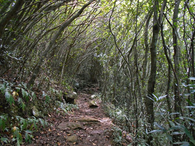 Même en plein soleil, il fait sombre sous les jamrosas
