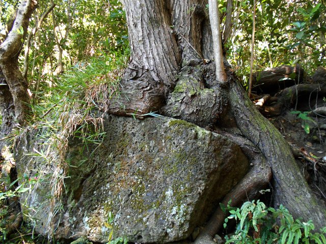 Ce poivrier a su s'adapter au milieu assez rocheux