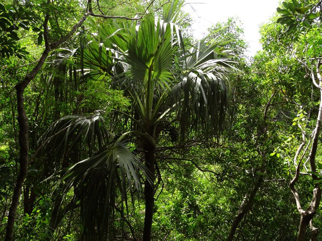 Quelques lataniers ont trouvé leur place en sous-bois