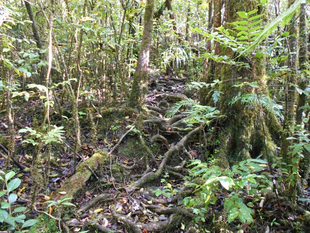 Une autre portion de sentier recouverte de racines
