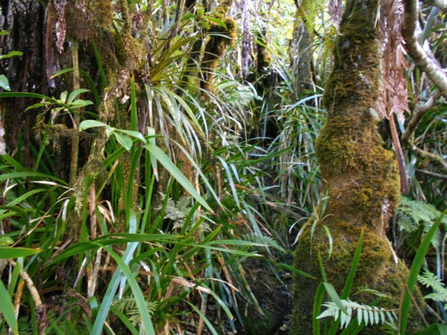 A 900 mètres, les sabres commencent à envahir le sentier sans le cacher