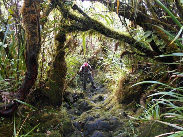 Remontée de la ravine au fond moussu. Le bâton s'avère utile.