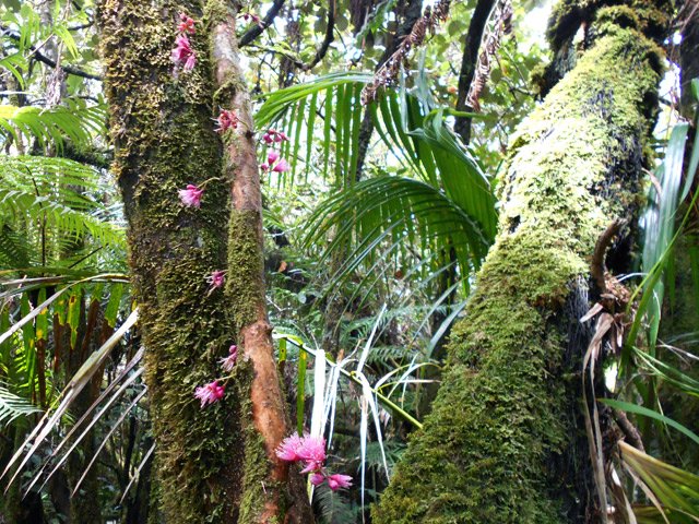 Un palmiste encore vivant près d'un bois de pomme en fleurs