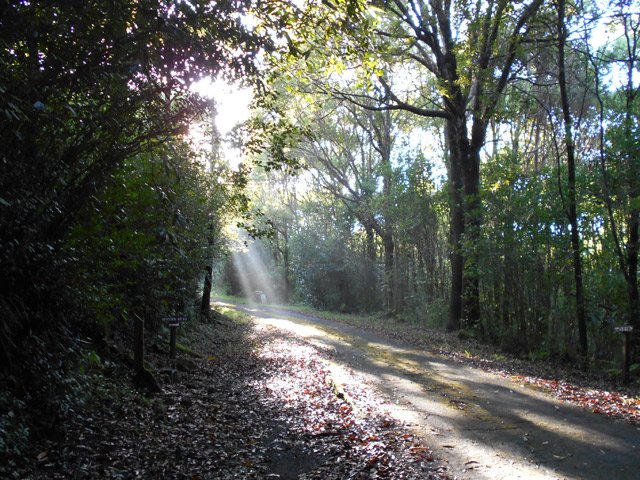 On marche très peu sur la route forestière des Camphriers