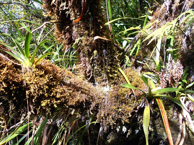 C'est ici le royaume des mousses, épiphytes et orchidées