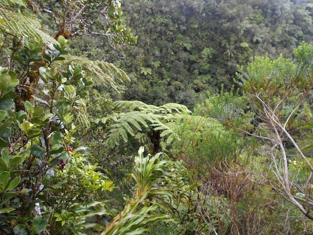La végétation masque le fond du gouffre