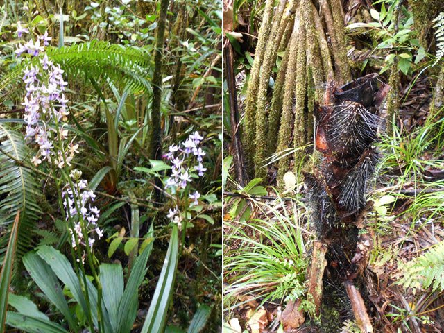 Beaucoup d'orchidées palmier mais surtout des restes de palmistes