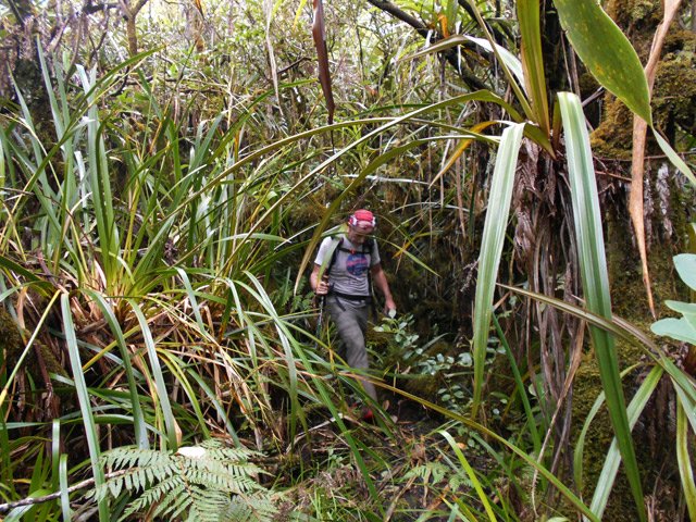La montée se poursuit vers le nord sur un sentier totalement identique