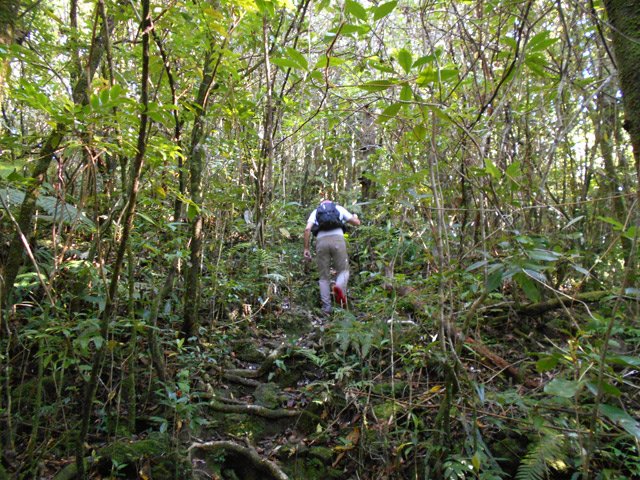 La végétation de bois de couleurs est assez dense