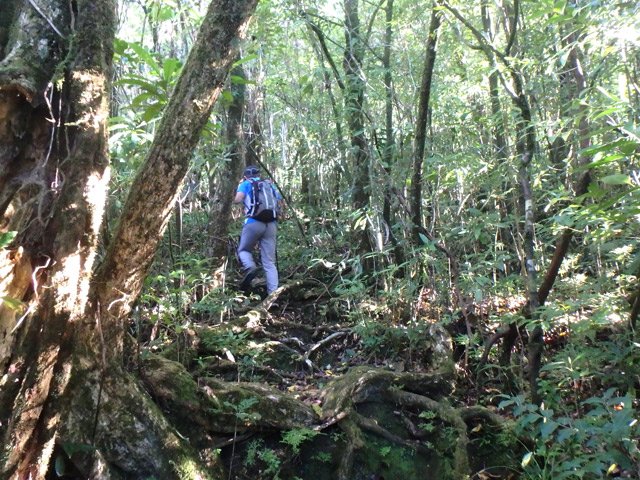 Il faut enjamber les racines, découvertes par les multiples passages