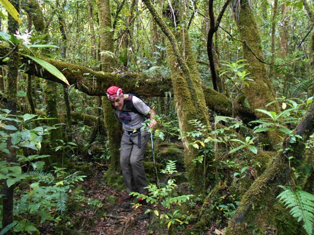 Quelques arches végétales créées par des chutes d'arbres