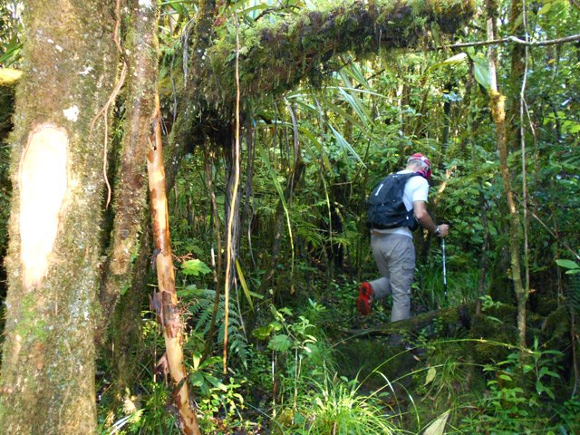 Les coups de sabre des braconniers rassurent sur l'itinéraire sans nuire à la survie des arbres