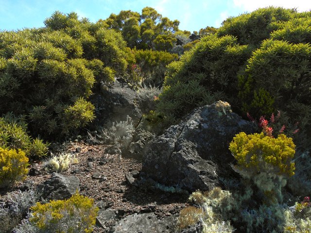 Quelques bosquets ont échappé aux incendies