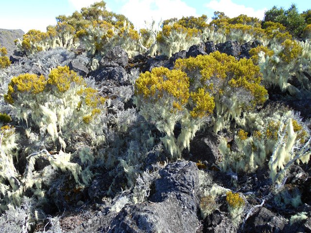 D'autres sont totalement recouverts de barbes de Jupiter