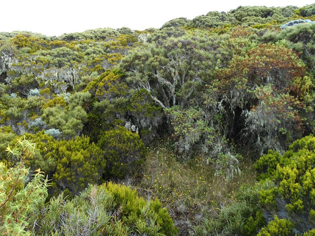 Plus bas, la forêt épargnée par le feu est magnifique