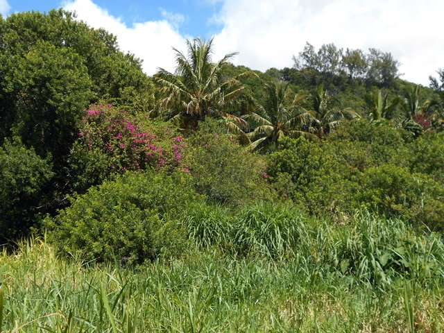 Le parc entourant les ruines de l'usine sucrière
